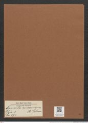 Navicula contermina A.Schm. (de-Toni-Nr.: Genus 1, Species 391) Zeichnungen Sammlung Grunow Mappe 00356 (Herbarium_W_Grunow_drawings_Folder_00356)